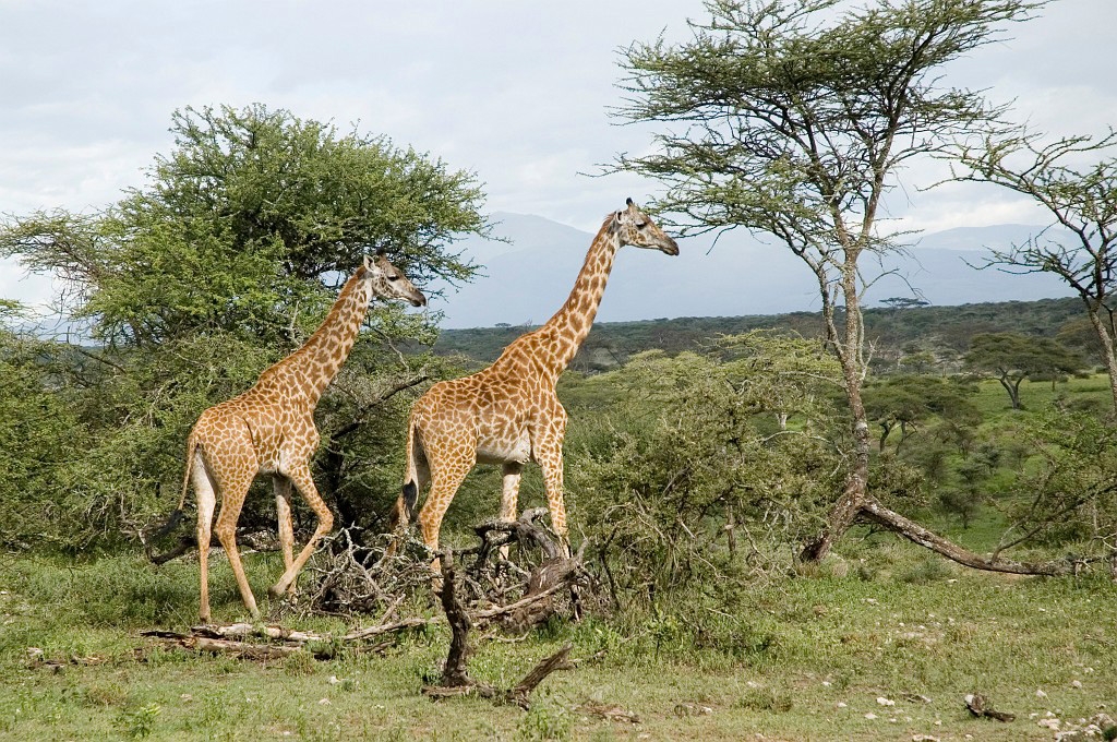 Ndutu Giraf.jpg - Giraffe (Giraffa camelopardis), Tanzania 2006